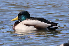 1月14日 明石公園 ７