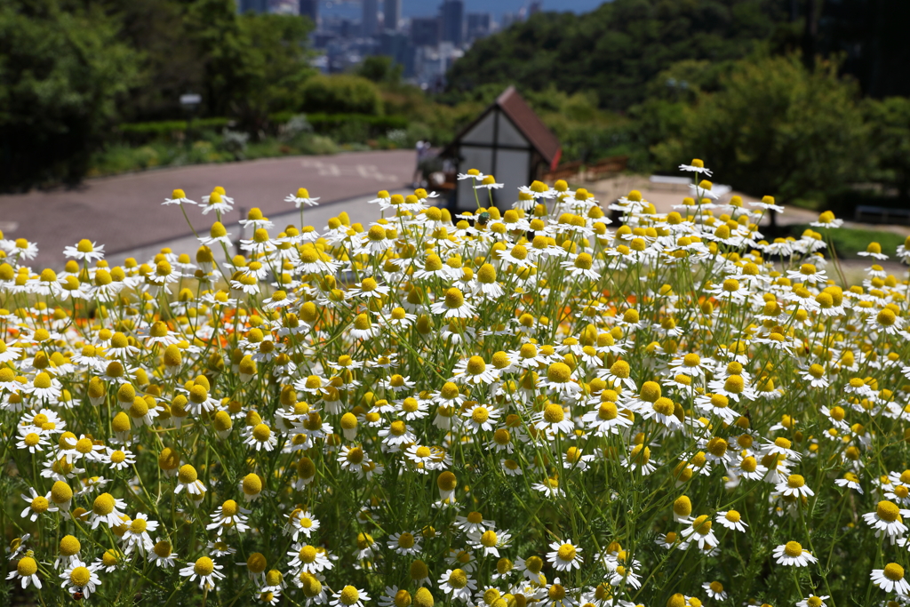 5月28日 布引ハーブ園 65