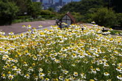 5月28日 布引ハーブ園 65