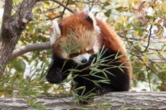 3月26日 王子動物園 ９