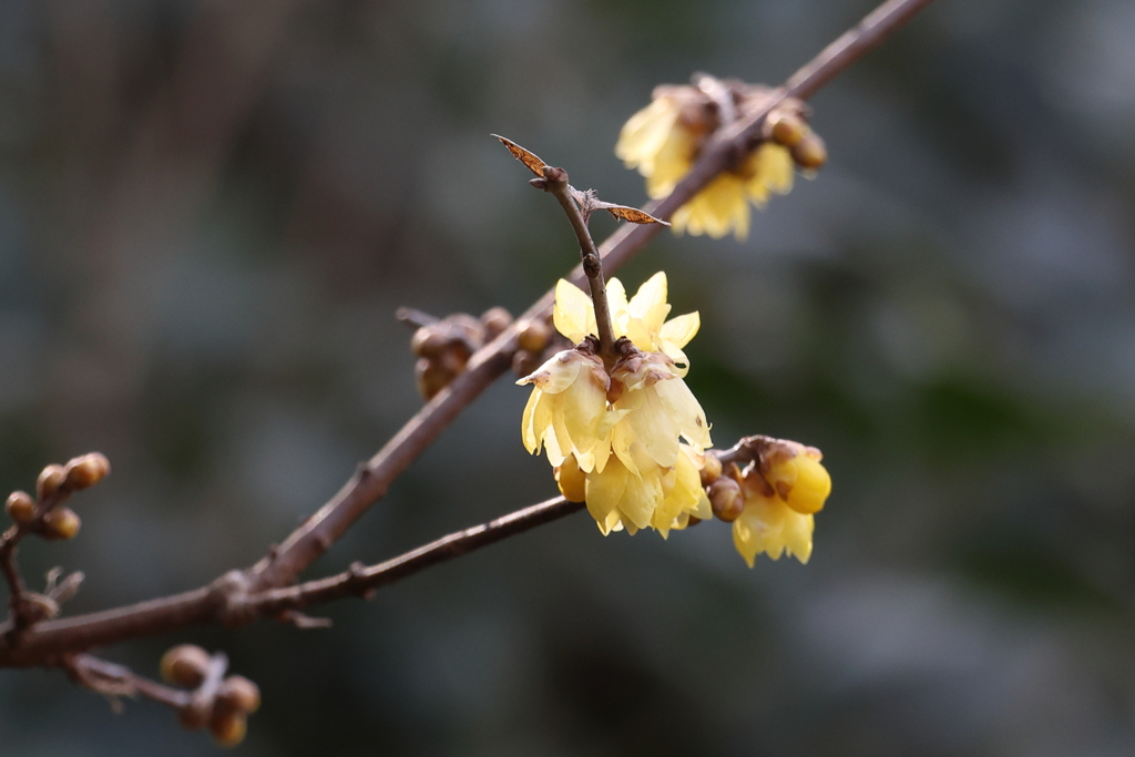 1月28日 明石公園 ９