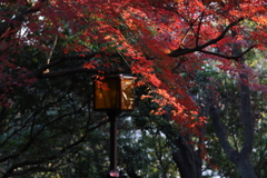 12月6日 須磨離宮公園 30