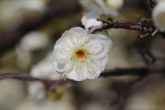 2月22日 岡本公園 2 2月22日 岡本公園 2