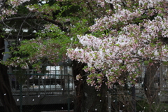 4月3日 夙川 14