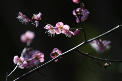 2月13日 岡本梅林公園 10