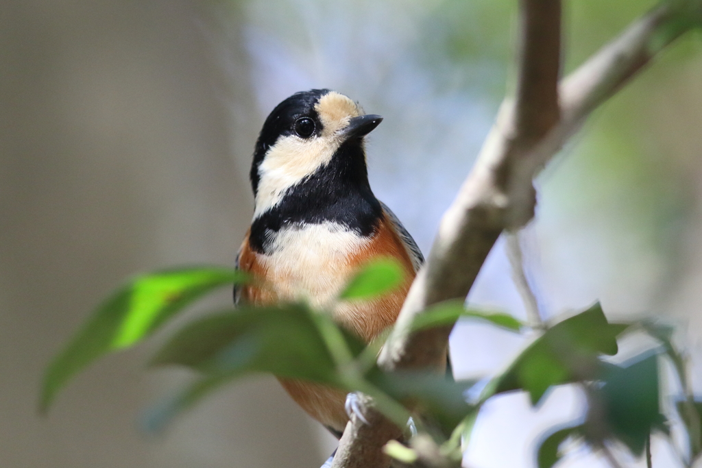 11月27日 明石公園 10