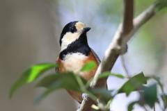 11月27日 明石公園 10 11月27日 明石公園 10