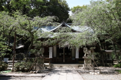 5月14日 長距離散歩 46