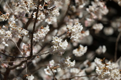 3月12日 箕面公園 16