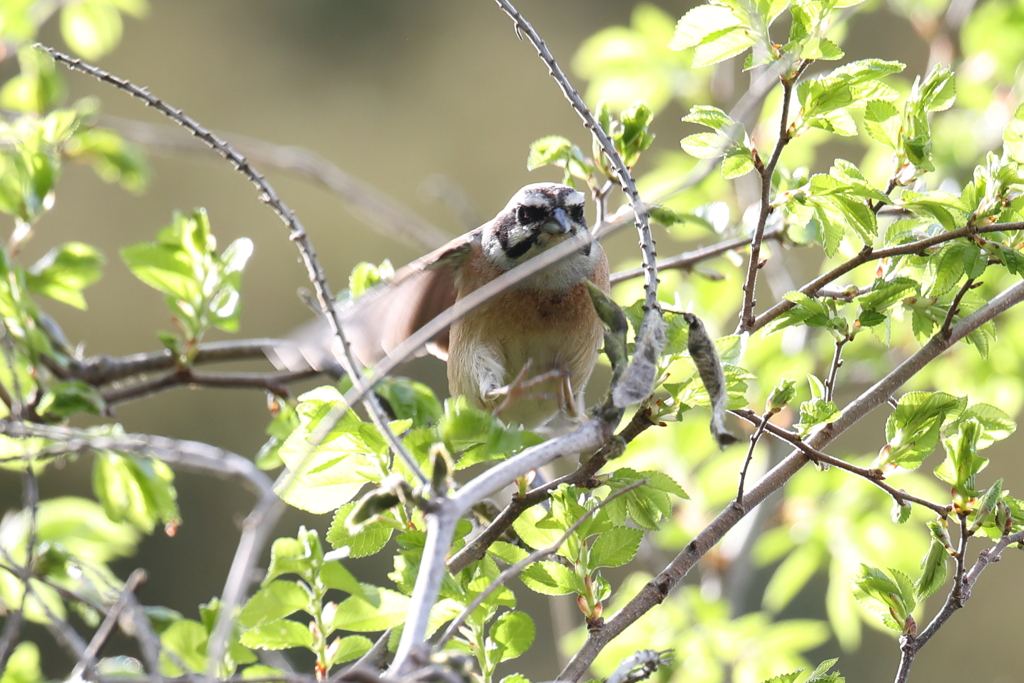 4月18日 万博記念公園 ７