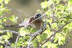 4月18日 万博記念公園 ７