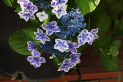 6月19日 明石公園 ２