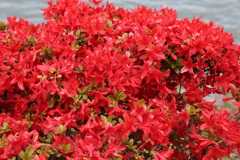 4月18日 長岡天神 19