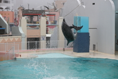 6月11日 須磨海浜水族園 41