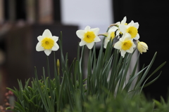 3月20日 布引ハーブ園 76