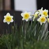 3月20日 布引ハーブ園 76