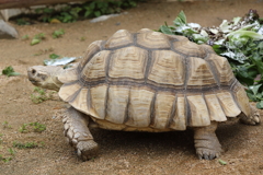 6月16日 王子動物園 11