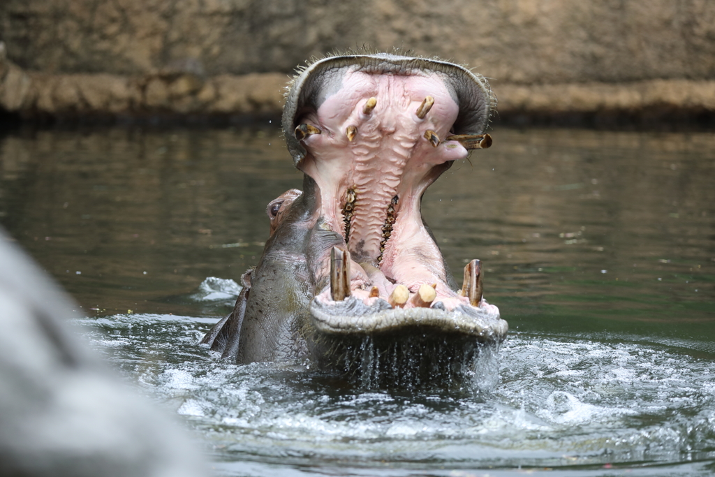 6月16日 王子動物園 36