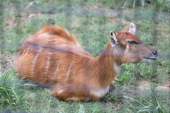 6月16日 王子動物園 34 