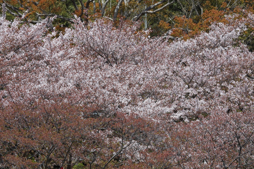 4月11日 明石公園 27