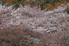 4月11日 明石公園 27