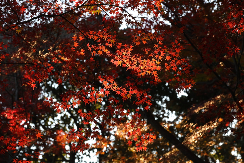 12月6日 須磨離宮公園 25