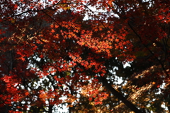12月6日 須磨離宮公園 25