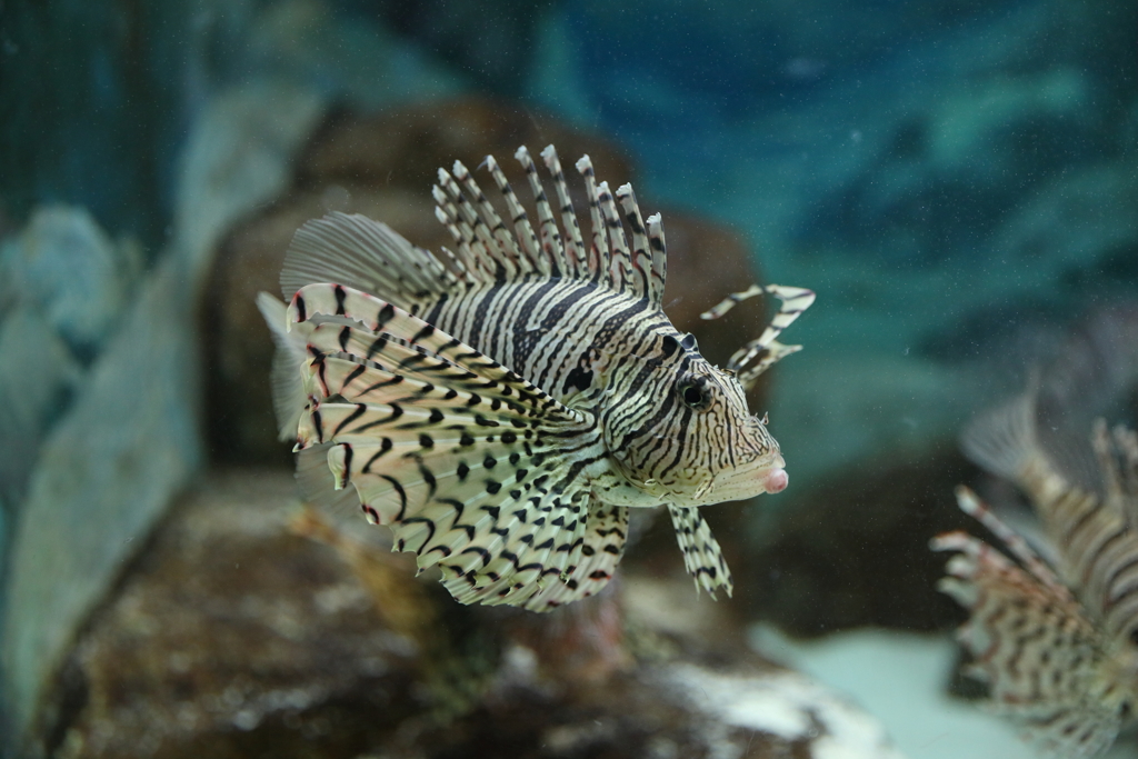 6月11日 須磨海浜水族園 12