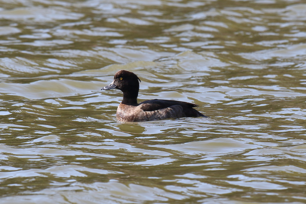 12月11日 明石公園 15