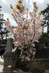 4月2日 夙川 12