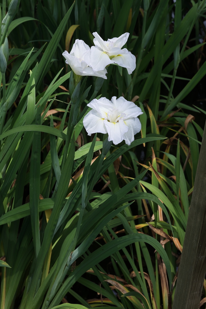 6月6日 須磨離宮公園 43