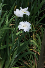 6月6日 須磨離宮公園 43
