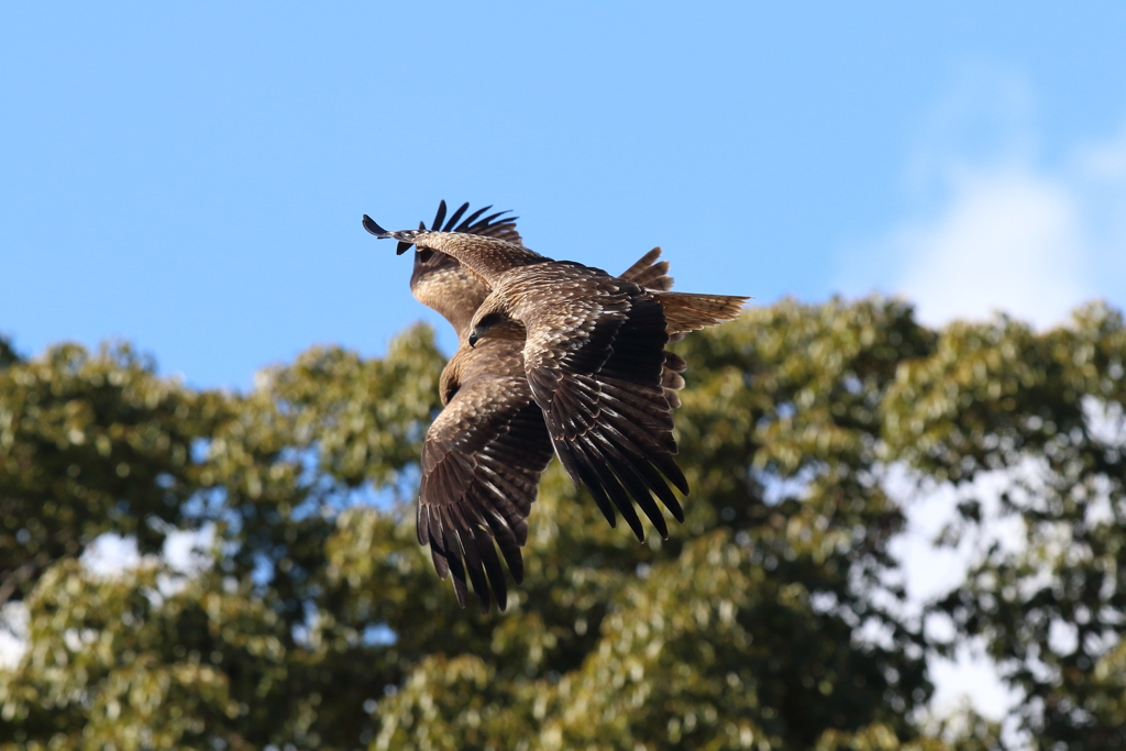 12月18日 明石公園 14