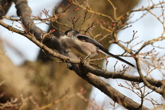 2月20日 須磨離宮公園 29