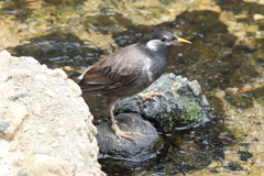 8月4日 夙川河川敷公園 10