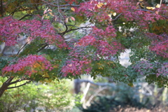 11月27日 明石公園 4 11月27日 明石公園 4