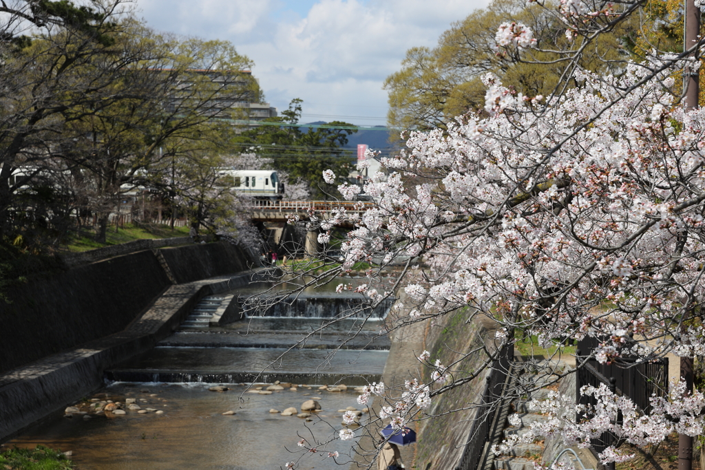 4月2日 夙川 ４