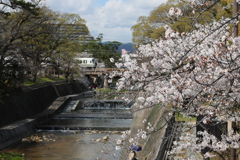 4月2日 夙川 ４
