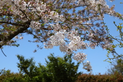 4月11日 明石公園 ３