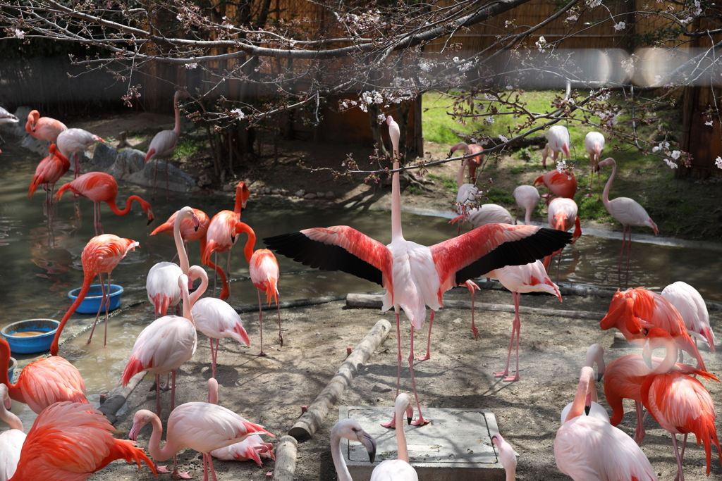 3月26日 王子動物園 ４