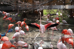 3月26日 王子動物園 ４