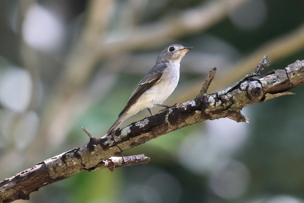 10月2日 明石公園 10