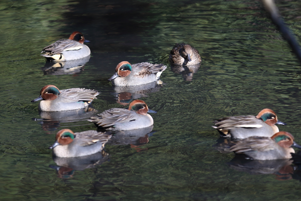 12月25日 明石公園 10