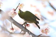3月5日 明石公園 ３