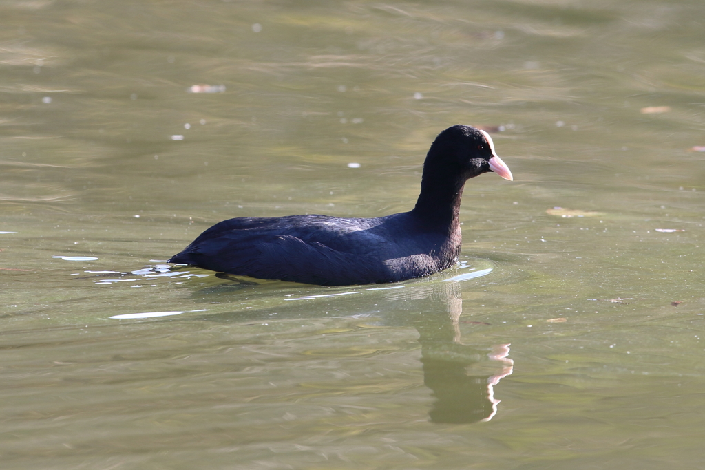 12月31日 明石公園 ２