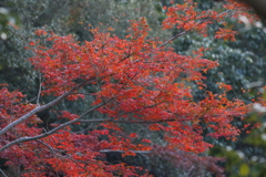 11月25日 明石公園 ４