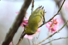 2月20日 須磨離宮公園 23