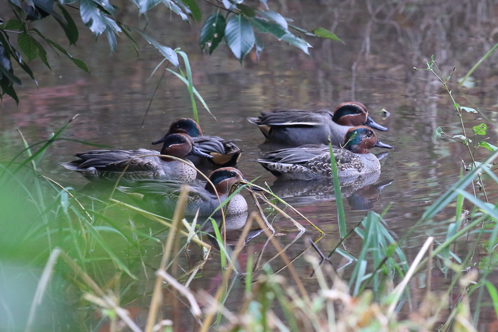12月4日 明石公園 20