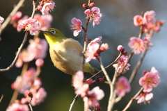 2月20日 須磨離宮公園 53