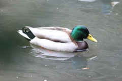 12月31日 明石公園 ２
